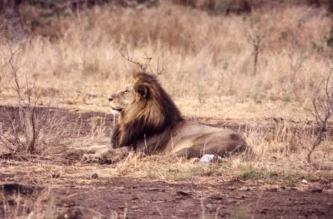 Lion Stock Photos