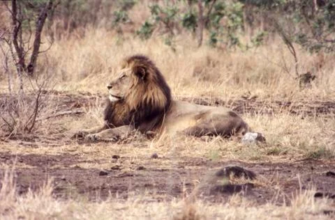 Lion Stock Photos