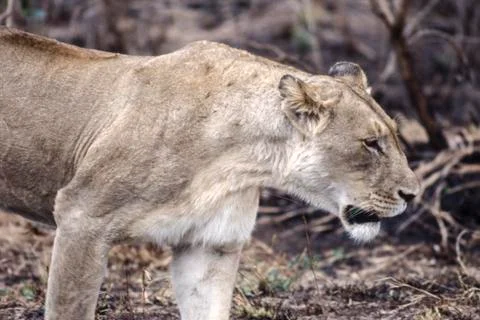 Lion Stock Photos
