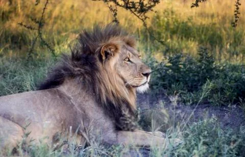 Lion Stock Photos