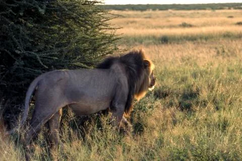 Lion Stock Photos