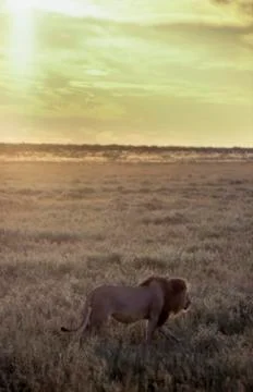 Lion Stock Photos