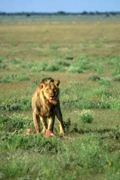 Lion Stock Photos