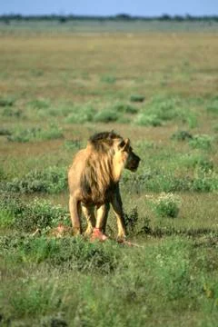 Lion Stock Photos