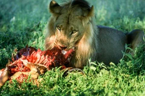Lion Stock Photos