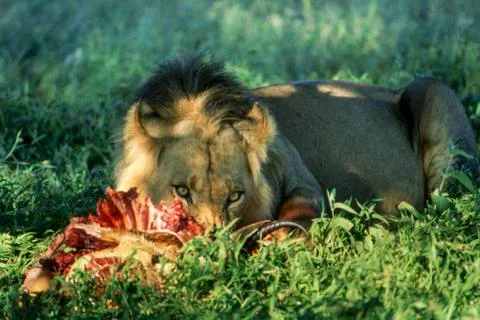 Lion Stock Photos