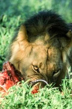 Lion Stock Photos