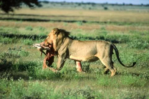 Lion Stock Photos