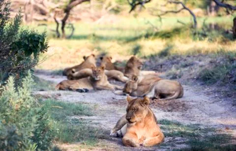 Lion Stock Photos
