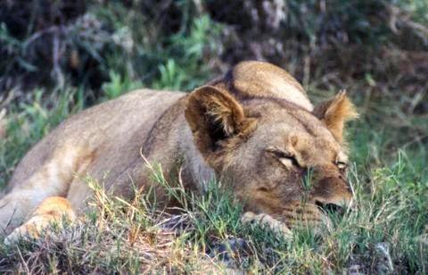 Lion Stock Photos