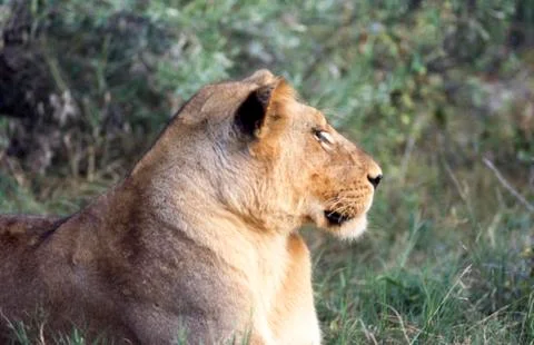 Lion Stock Photos
