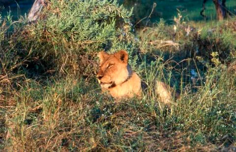 Lion Stock Photos