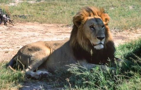 Lion Stock Photos