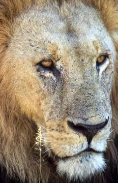 Lion Stock Photos