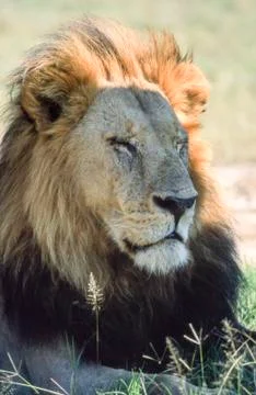 Lion Stock Photos