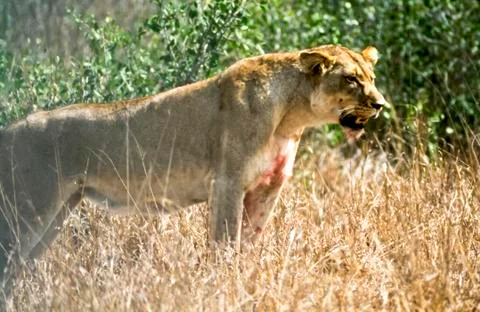 Lion Stock Photos