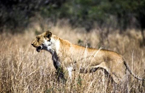 Lion Stock Photos