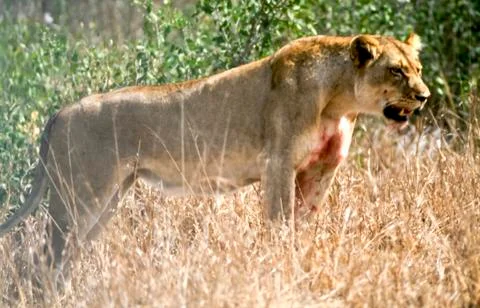 Lion Stock Photos