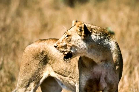 Lion Stock Photos