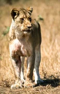 Lion Stock Photos
