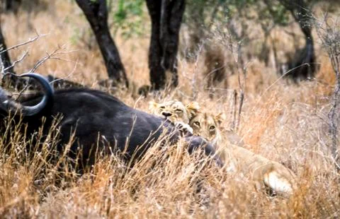 Lion Stock Photos