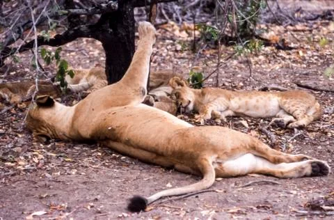 Lion Stock Photos