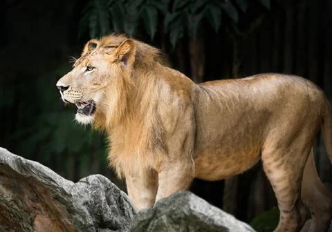 Lion Stock Photos