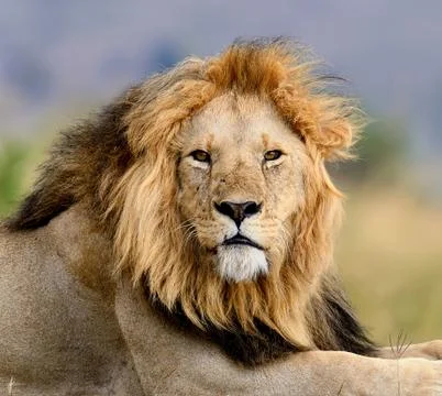 Lion Stock Photos