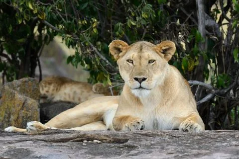 Lion Stock-Fotos
