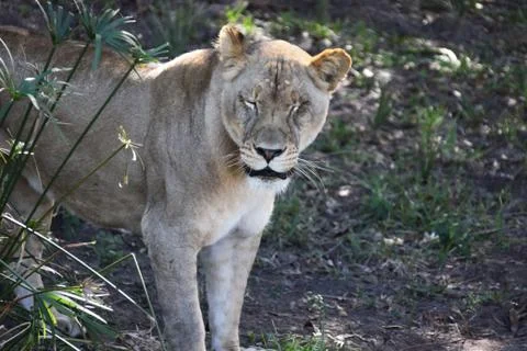Lion Stock Photos