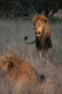 Lion Stock Photos