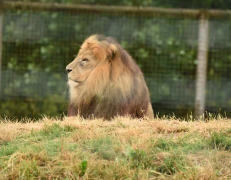 Lion Stock Photos