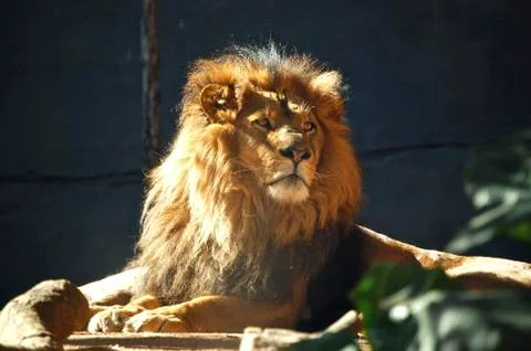 Lion Stock Photos