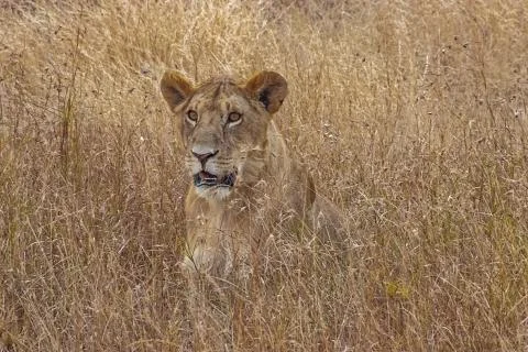 Lion Photos