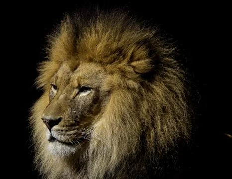 Lion Stock Photos