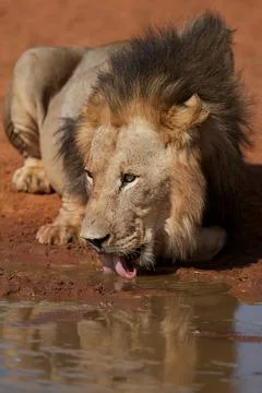 Lion Stock Photos