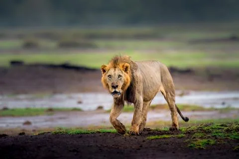 Lion Stock Photos