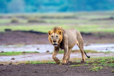 Lion Stock Photos