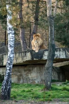 Lion Stock Photos
