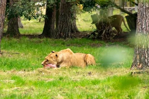 Lion Foto stock