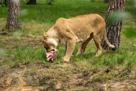 Lion Stock Photos