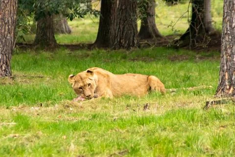 Lion Stock Photos