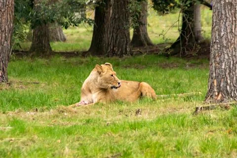 Lion Stock Photos