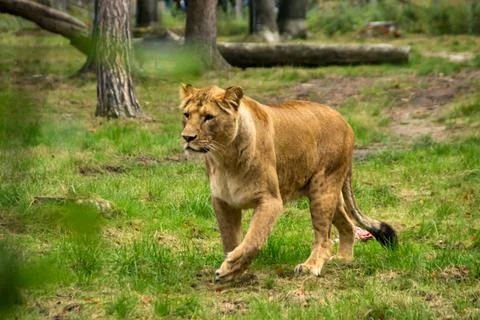 Lion Stock Photos