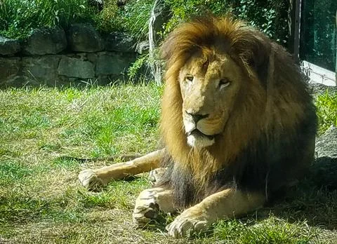 Lion Stock Photos