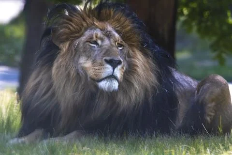 Lion 库存照片
