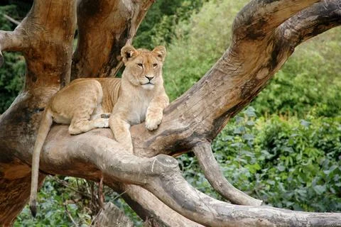 Lion Stock Photos