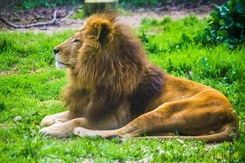 Lion Stock Photos