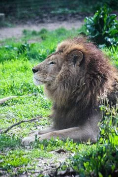 Lion Stock Photos