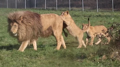 Lion playing with cubs Video stock 271347556